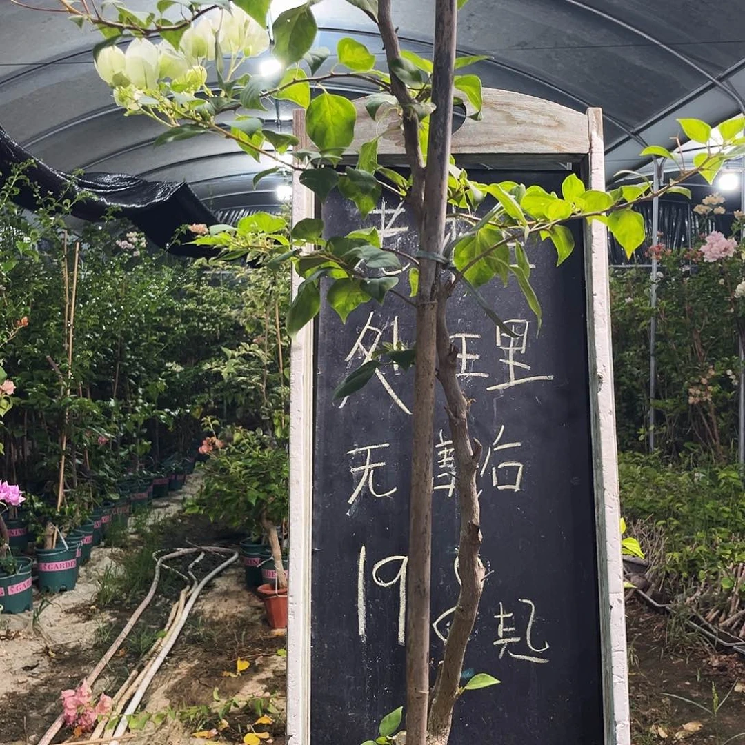 完全开放三角梅三角梅1186