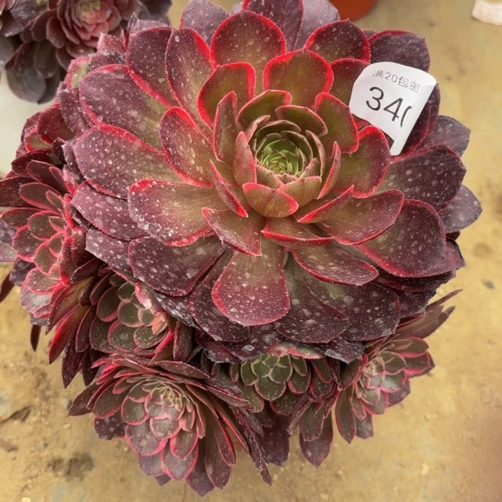 夜宴多肉法师3401