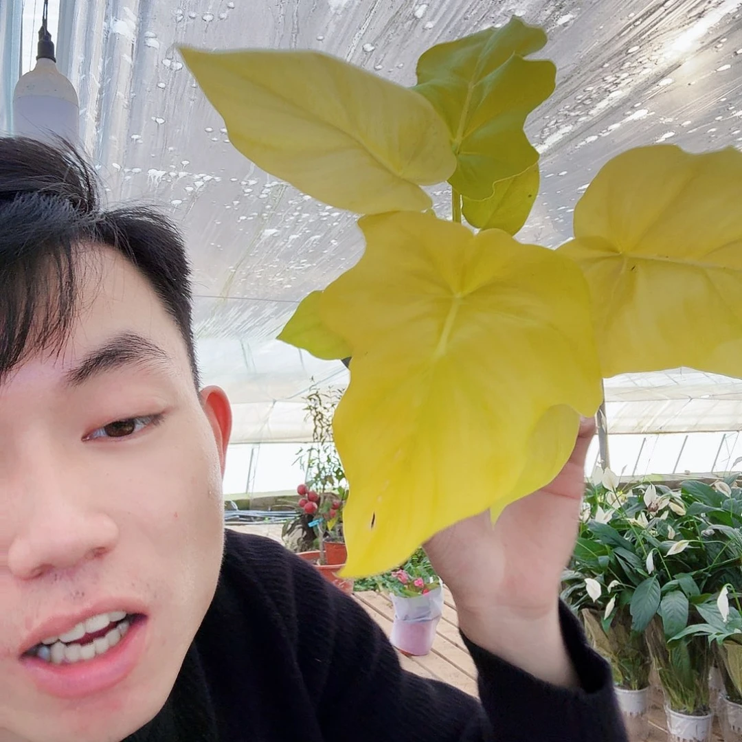 完全开放黄金春雨一棵