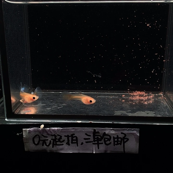 孔雀鱼黄肉兰礼服大c一对➕普通母1