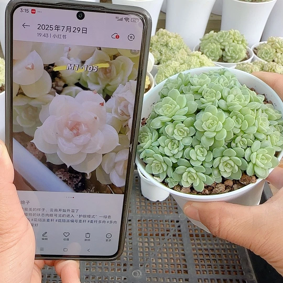 1105-108（m1-105）优选