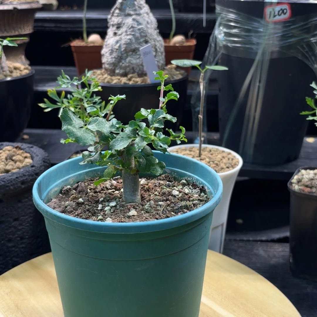 木  好望角没药十二骑士