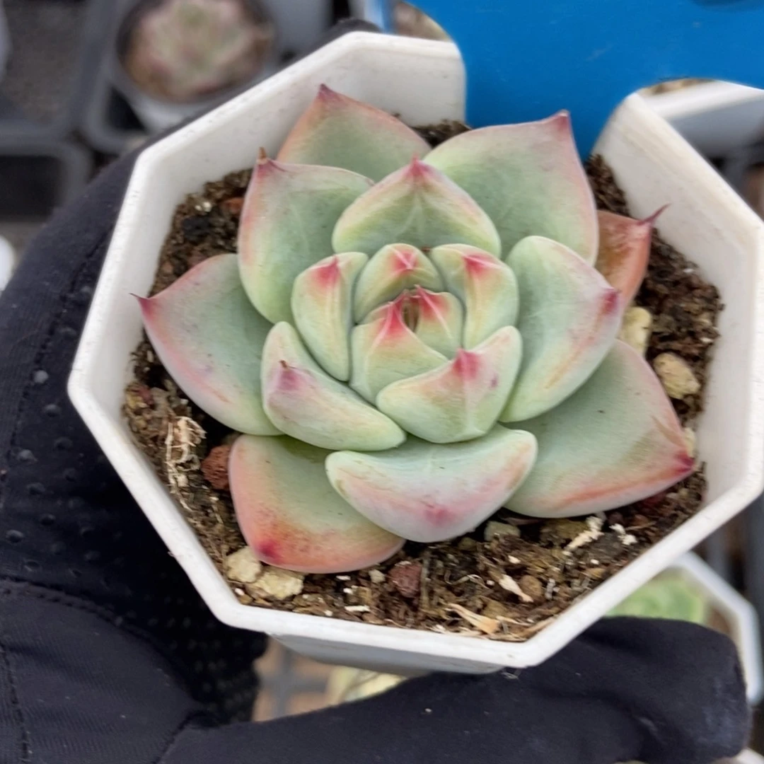 1018婚戒多肉植物保护