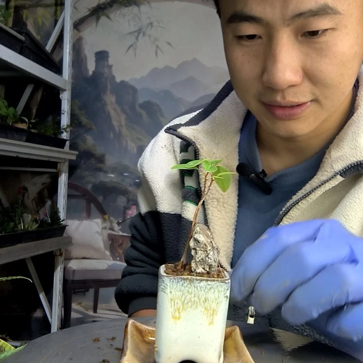 哆**梦中青园艺一物一拍103