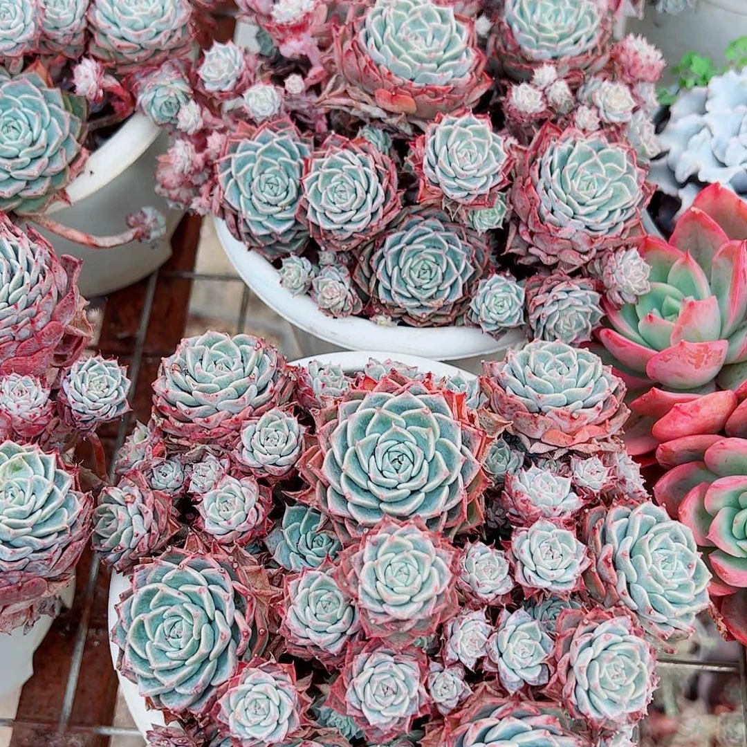 海滨格瑞带盆土精品特价