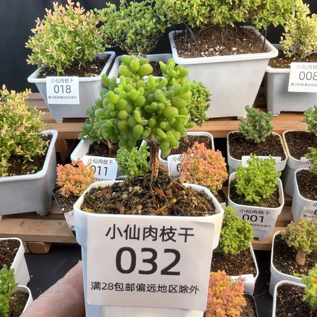 032枝干番杏金桔