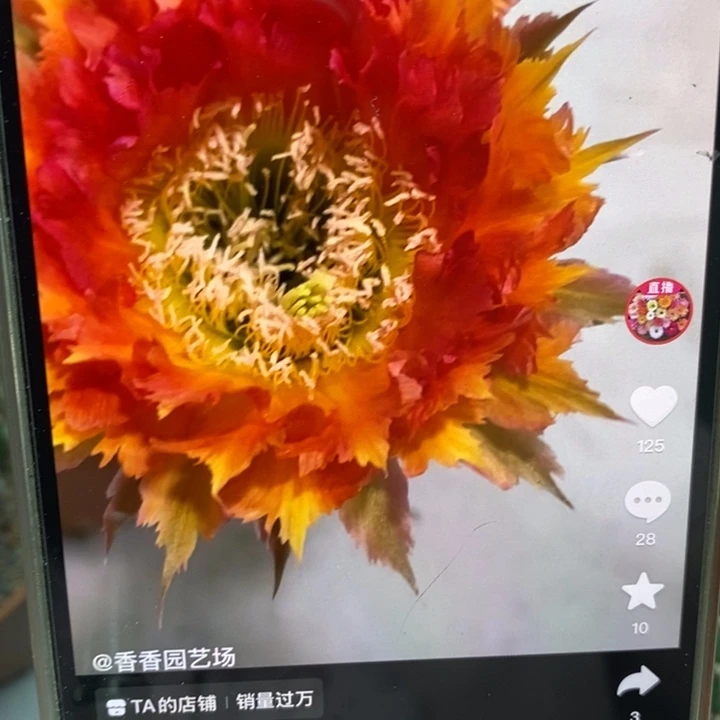 香香橙红羽毛7.5公分左右一点干皮