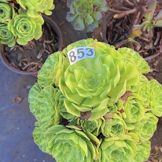 独***风多肉植物一个琉璃