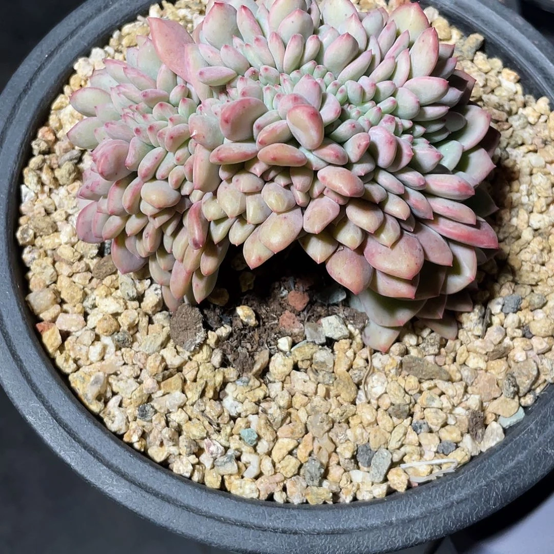 爱丽儿实生缀化。