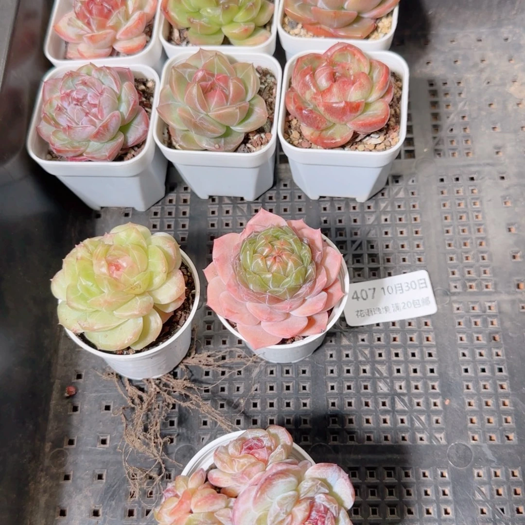 傲***子花语逸镜1030-407一筐