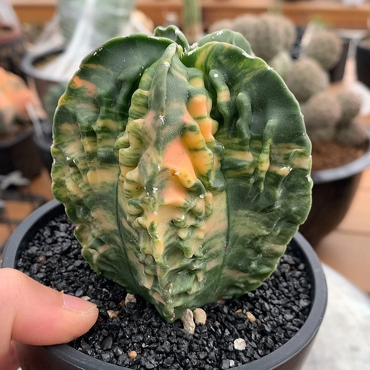 286核桃锦实生8公分666666666