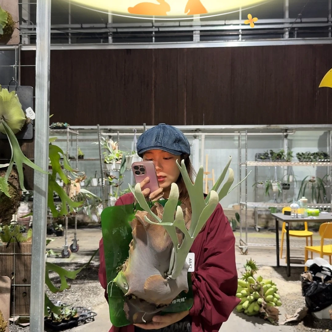 不开花植物A847-爪银成株