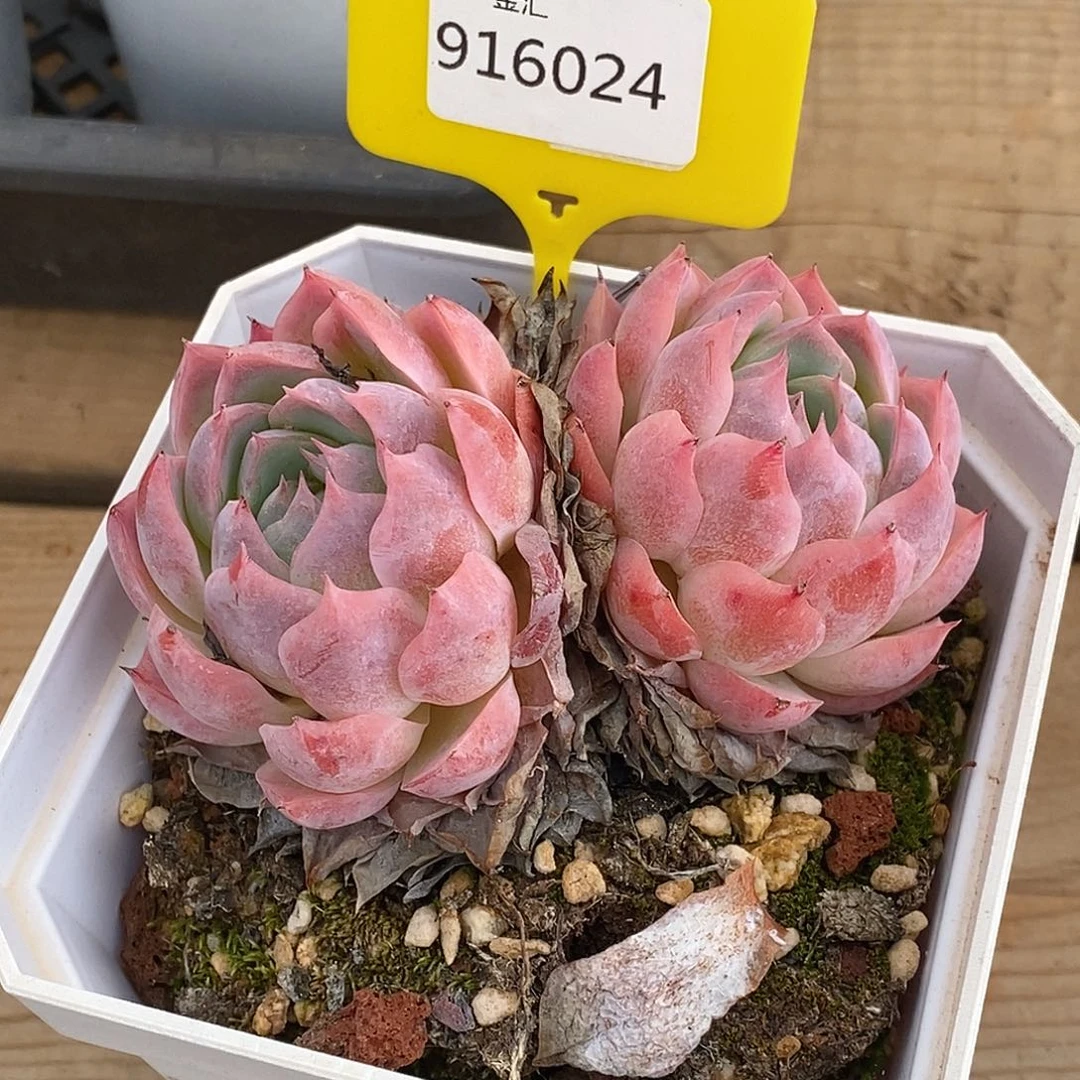 金汇园艺，916024孤心