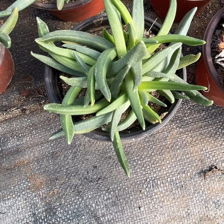 黄花奔龙满25包邮