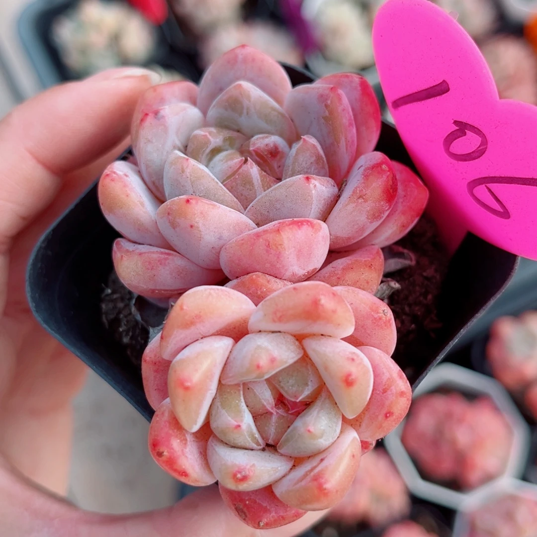 106号小老桩糖心双头