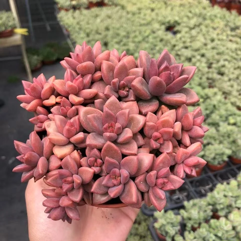 2王小二多肉姬胧月全店多肉任意拍满2单发货 拍满5单送一包吡虫啉