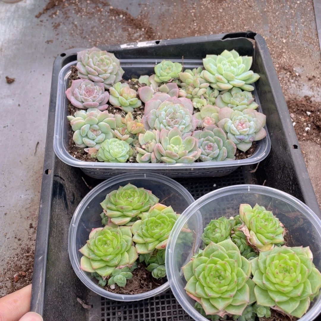 云糖心多肉植物120