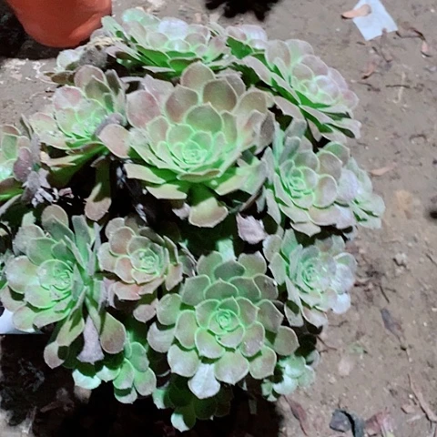 拍***客荷兰玫瑰多肉植物法师24号