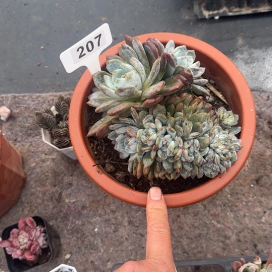 皮***佳207橙梦露缀多肉植物多