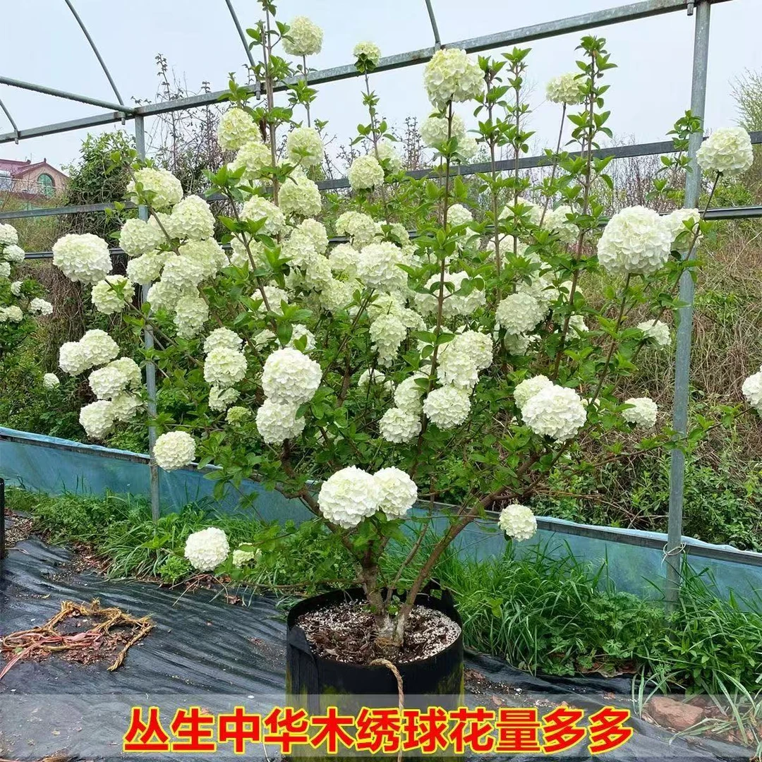 中华木绣球大花斗球庭院别墅地栽盆栽