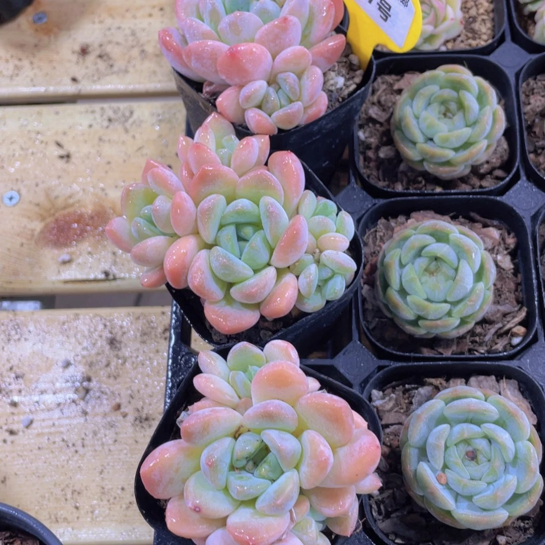 787号 老桩奶糖多头群一个