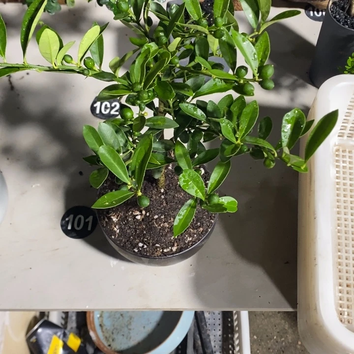 缺***花完全开放退款拉黑一物一拍68