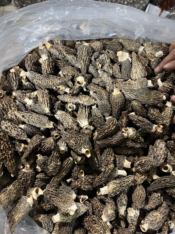 统货G10羊肚菌0308