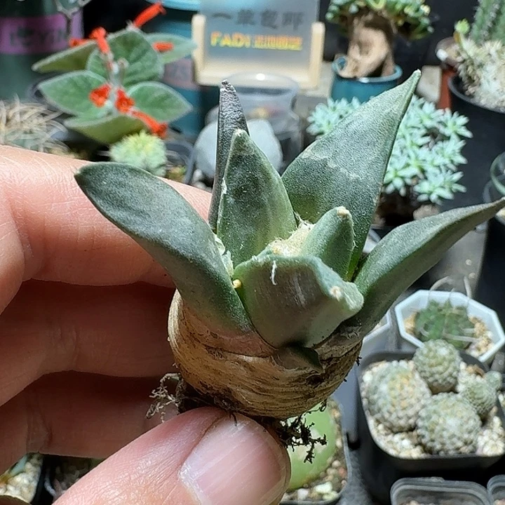 239岩牡丹脱土发货