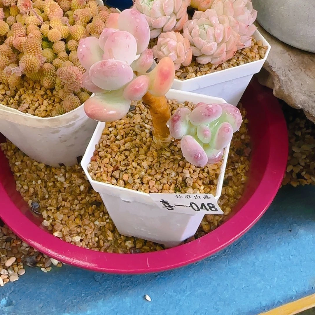 三日月美人，048、仙农出品