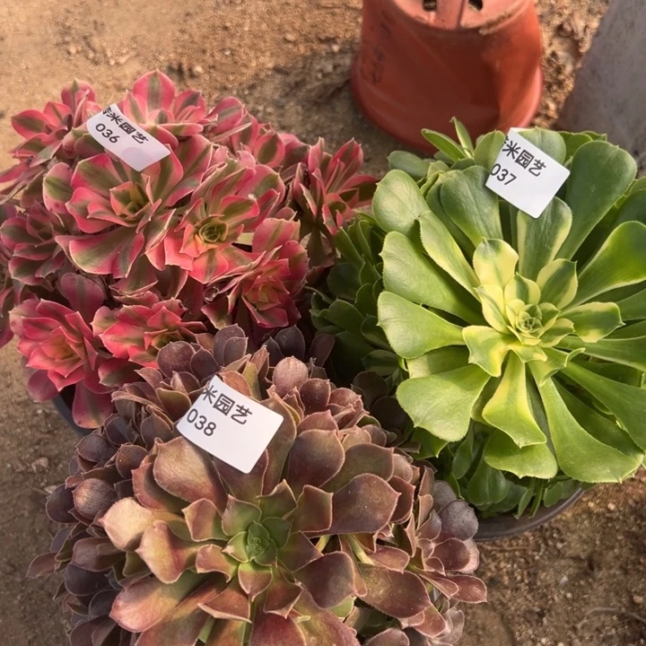 粉女巫辛尼亚红玫瑰三颗组036-37-38