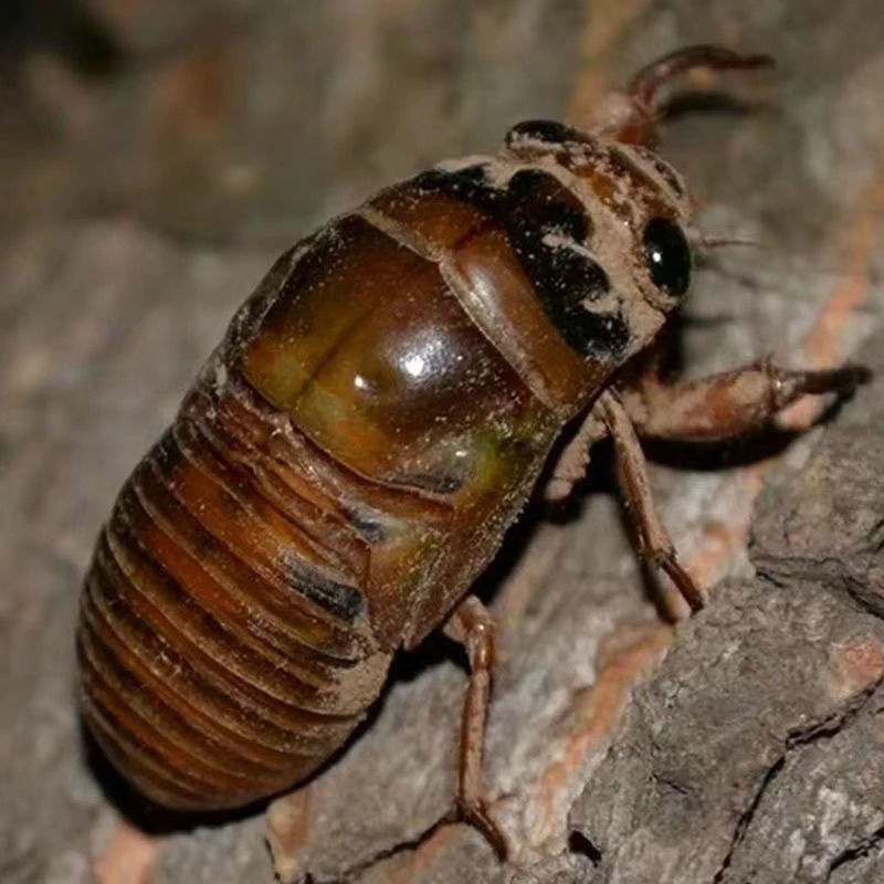 金蝉新鲜真空包装知了猴大金蝉特大号金蝉100只知了龟爬叉猴