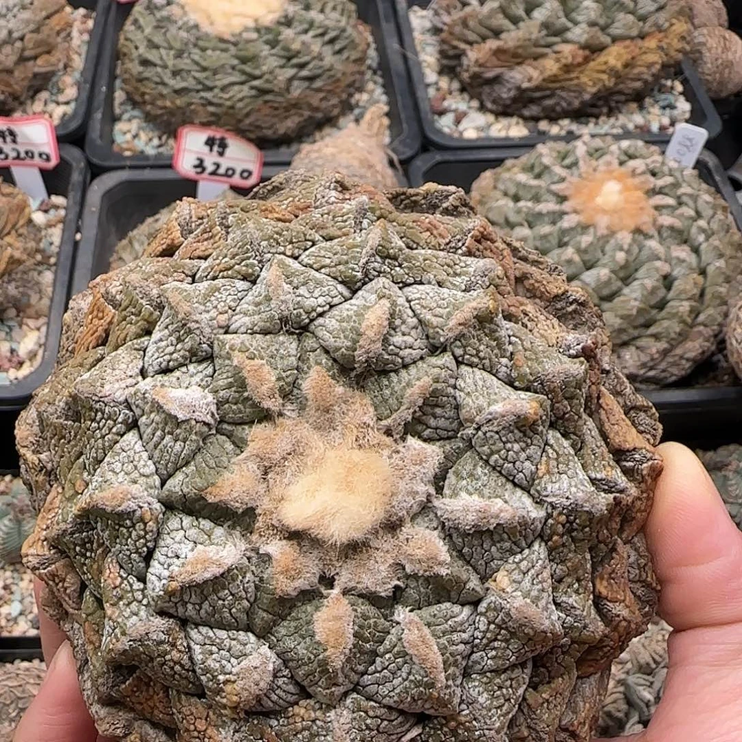连山牡丹11111111111111