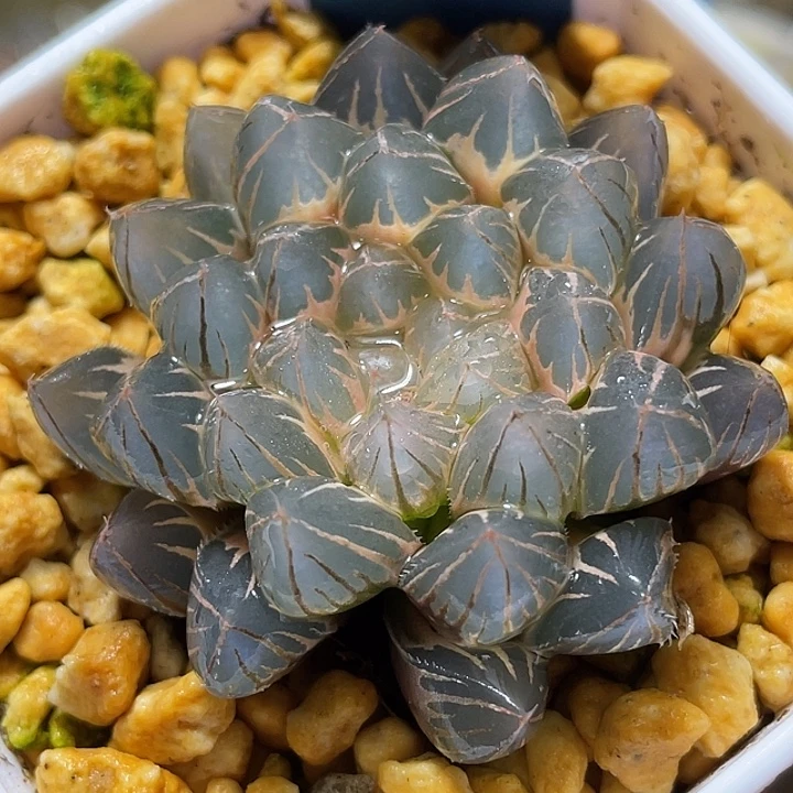 594糊斑霓虹灯锦福利一物