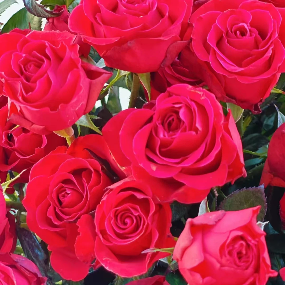 【草木与花】霓虹泡泡多头玫瑰-家养鲜花-云南基地直发-