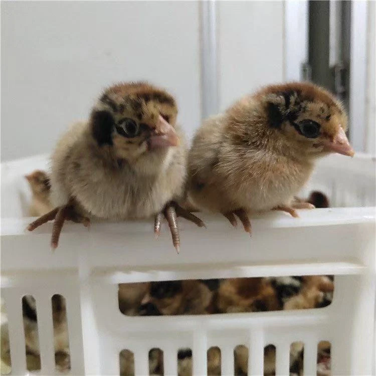 麻羽绿壳蛋鸡活体宠物鸡健康包邮包活到家 买20只送5只（到手25只）