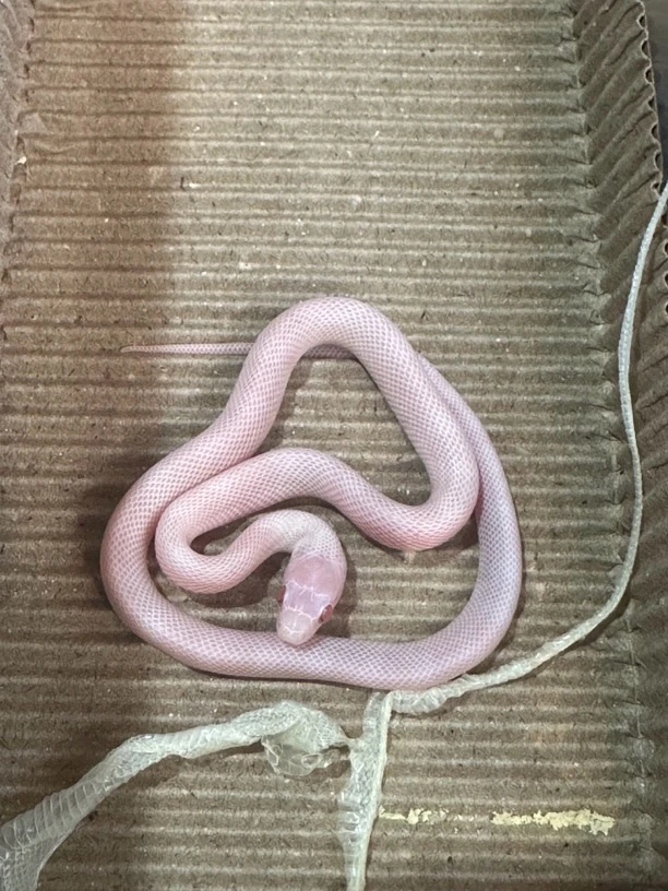 宠物蛇,玩具蛇,玉米蛇,无毒蛇