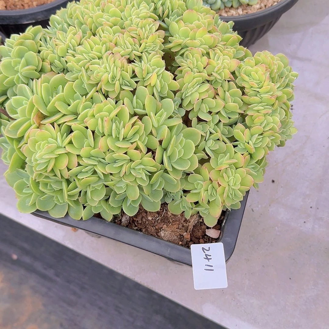 蛋***卷2411星纳塔缀多肉植物