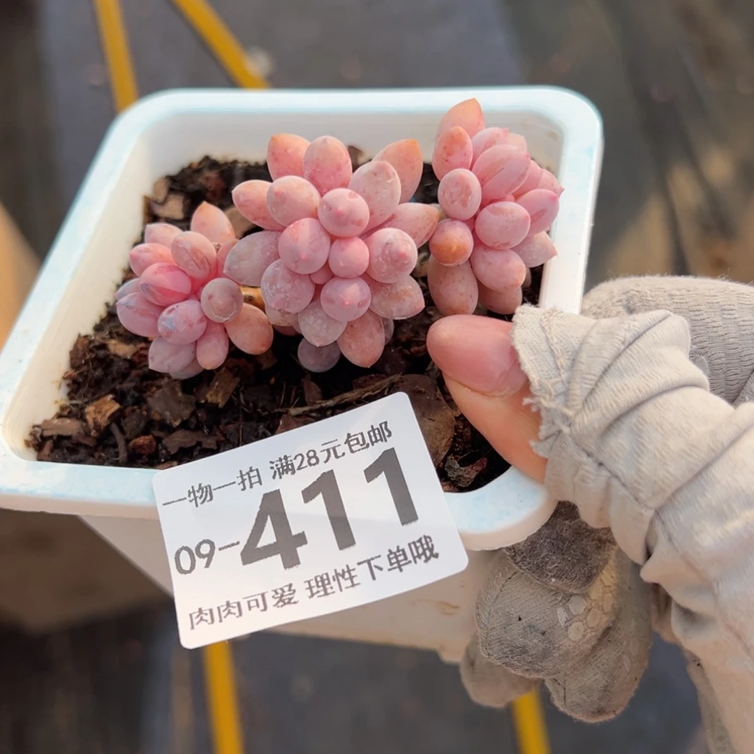 旺**被婴儿手指多肉多肉，
