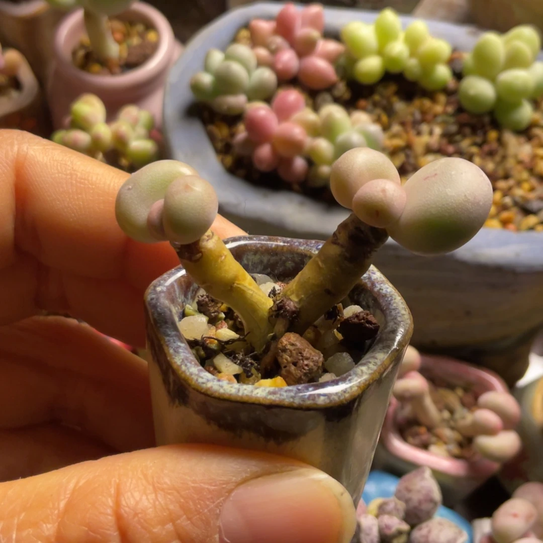 丸叶蛋黄奶一个老庄满50包邮非偏远