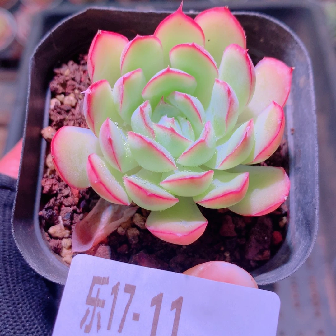 乐然17-11 草莓冰