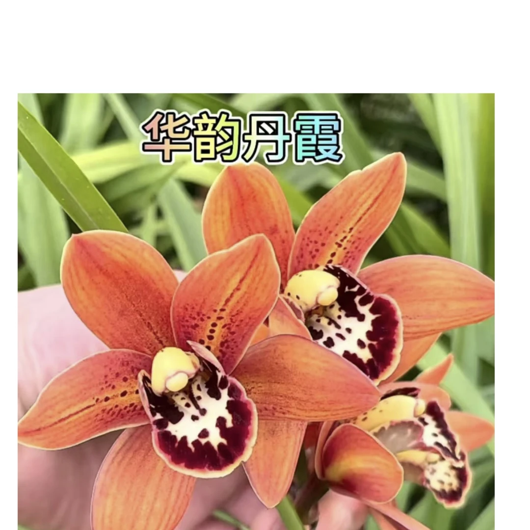 大花蕙兰【华韵单霞】室内盆栽原盆原土发货(不支持已发货仅退款)