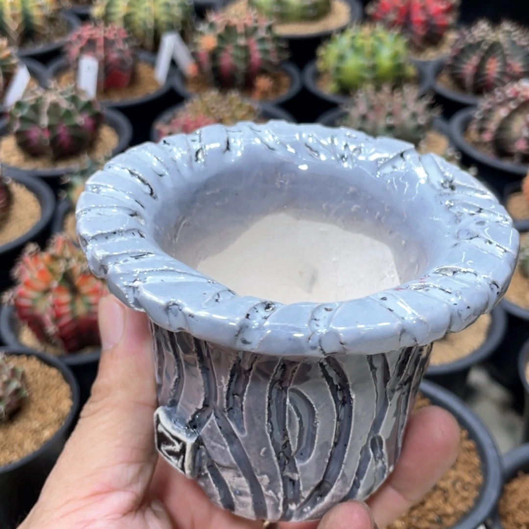 当前无花朵，栽培后可花朵泰系花盆