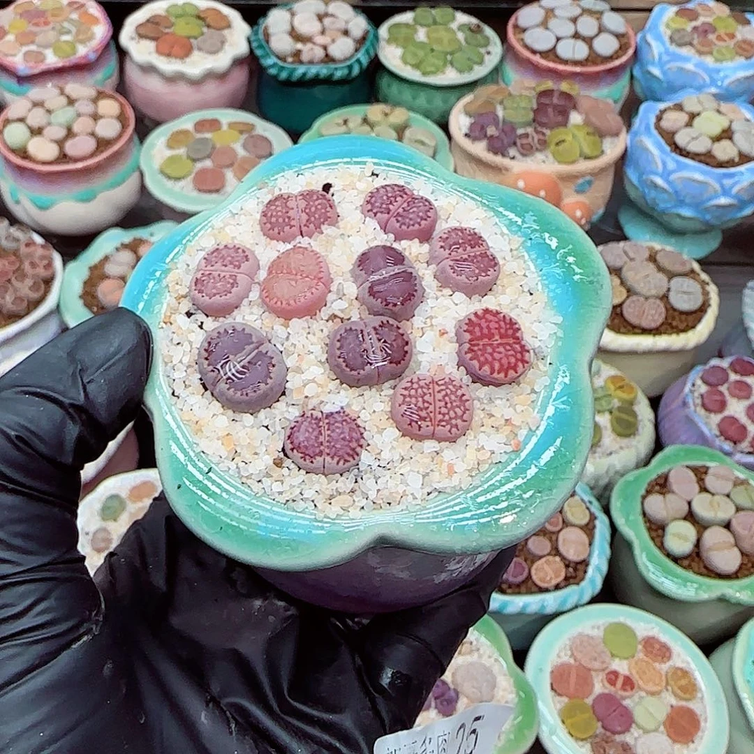 生石花满18包邮0105-25