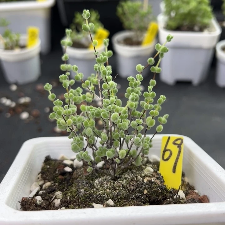 69号莱斯 一物一拍