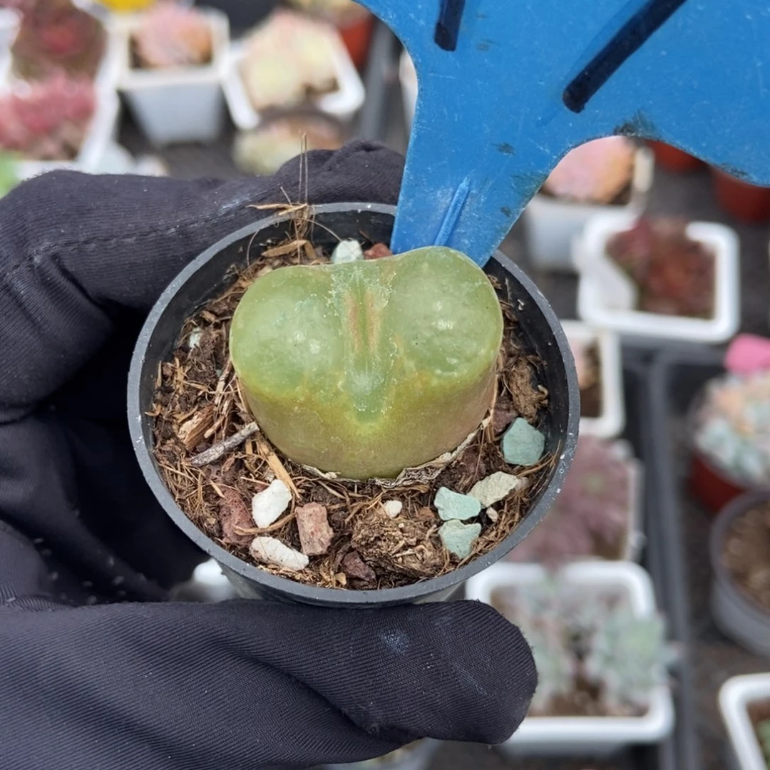 7毛汗尼多肉植物多肉