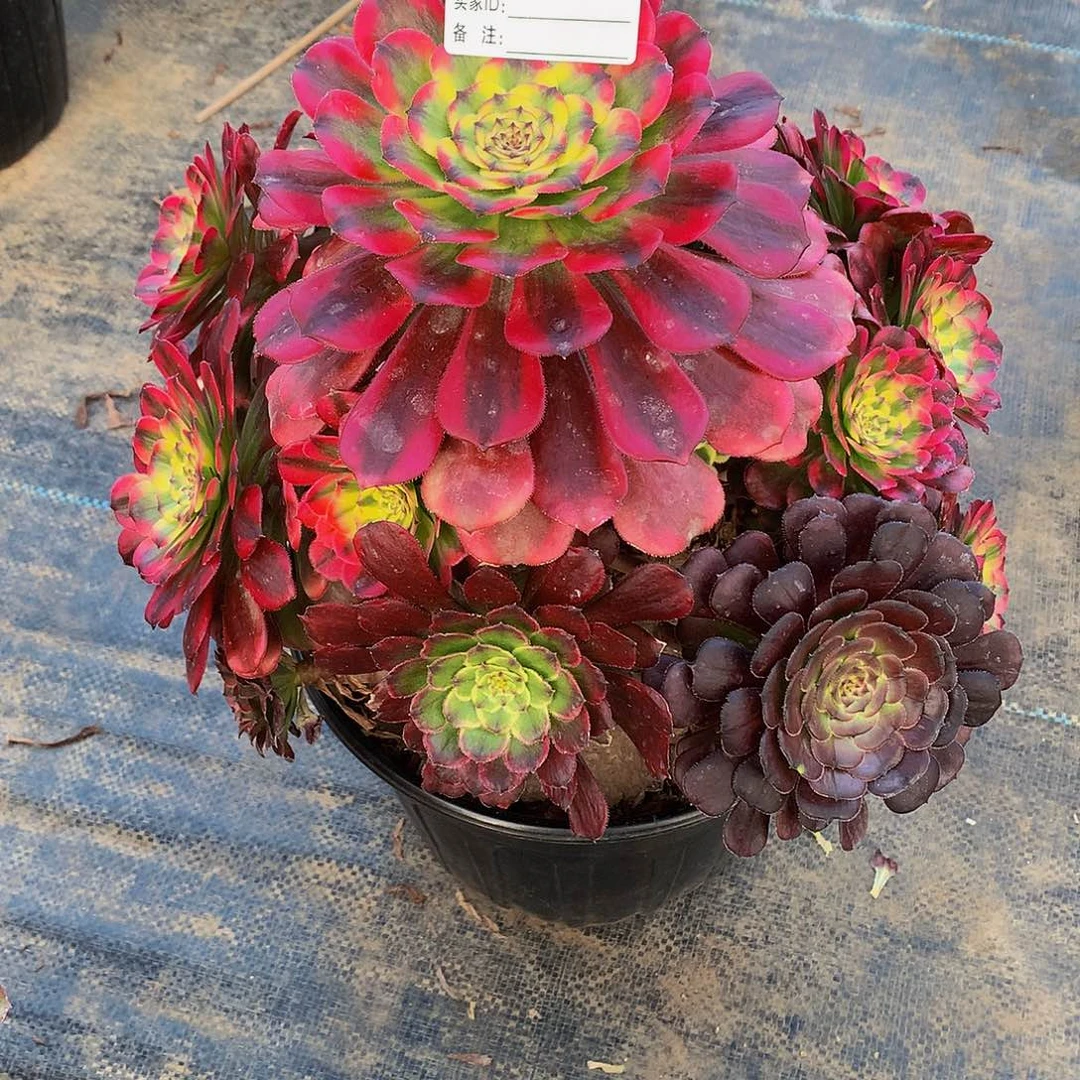 499多肉法师雨天里