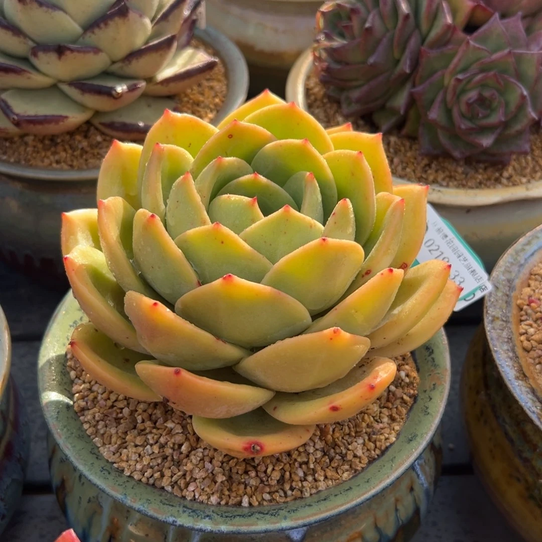 多肉一物一拍0219-33