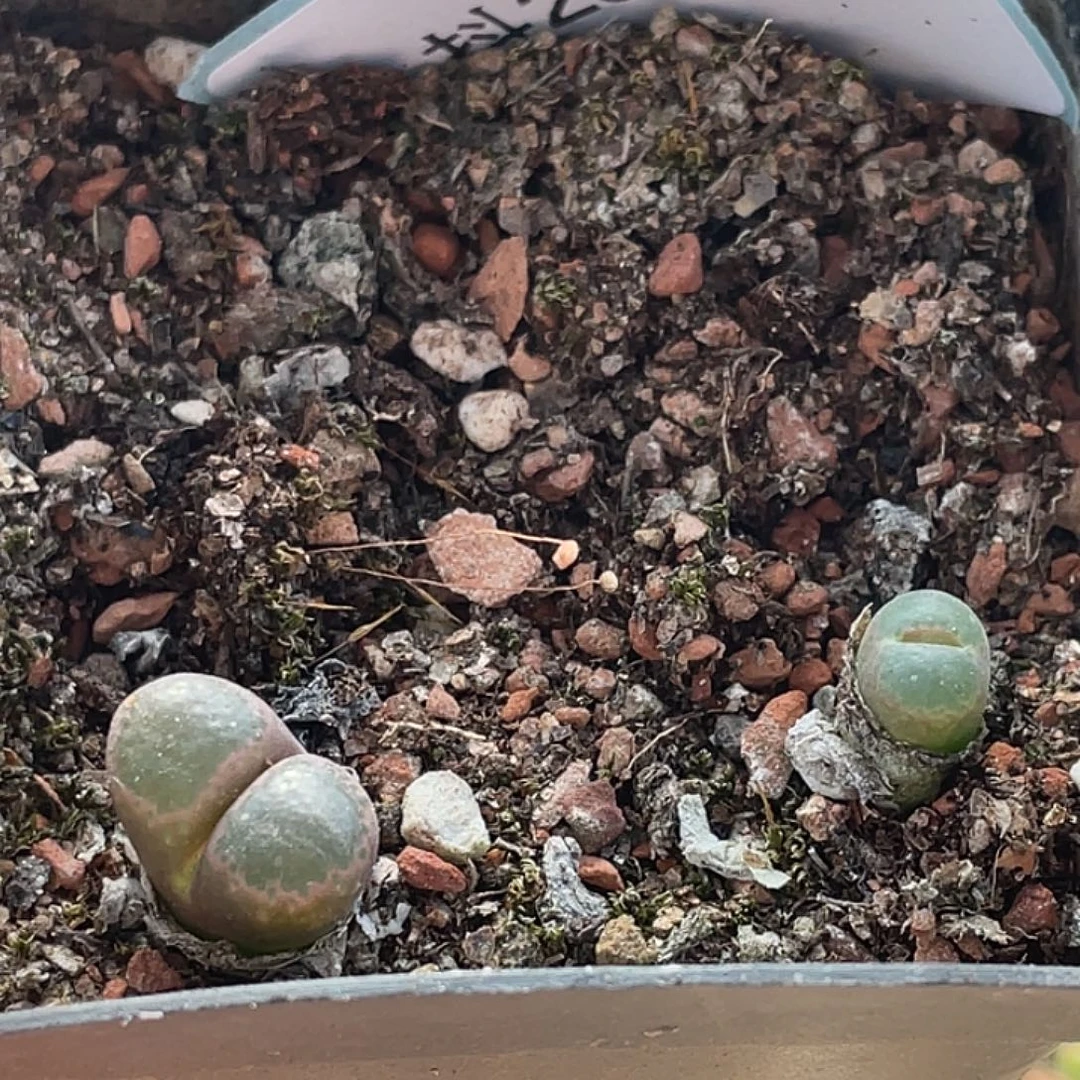 29-153肉锥多肉植物