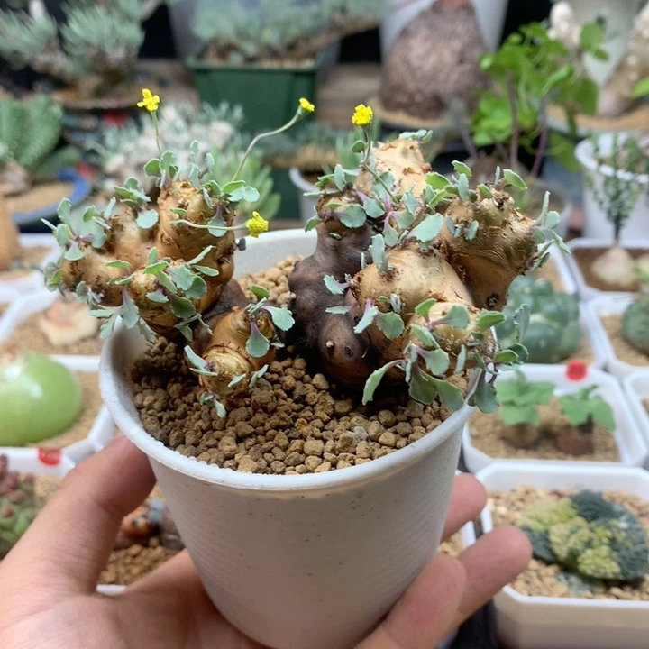 产地格加厚敦菊带盆