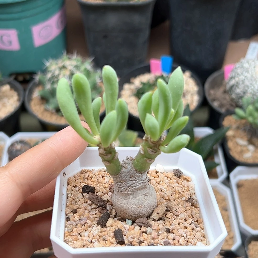 无花朵卡拉菲厚敦菊母本一颗